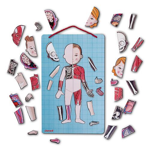 Body Magnet L'Anatomie - 12 langues, 76 magnets, magnétique, éducatif, corps humain, pour enfant à partir de 7 ans JANOD