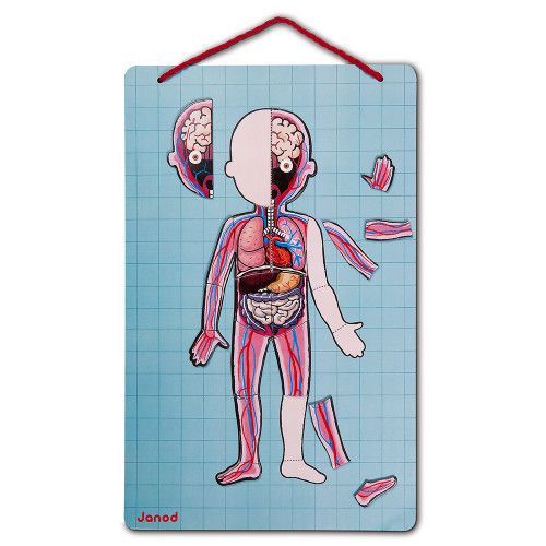Body Magnet L'Anatomie - 12 langues, 76 magnets, magnétique, éducatif, corps humain, pour enfant à partir de 7 ans JANOD